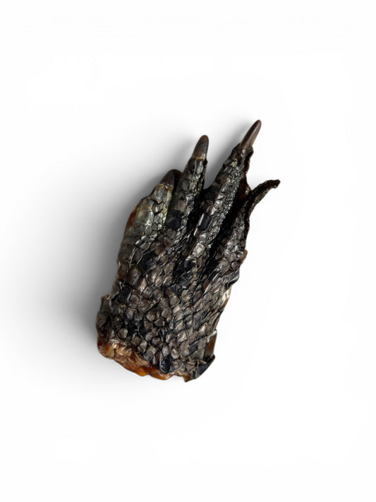 Crocodile Feet